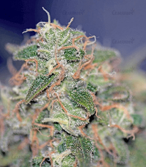 1631869674231.png 1631869674231.png