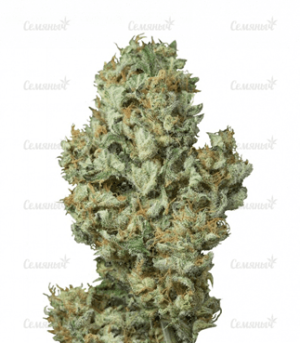 1632309455093.png 1632309455093.png