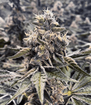 apple fritter.png apple fritter.png