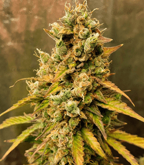 1633367914455.png 1633367914455.png