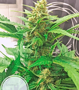 1633367947000.png 1633367947000.png