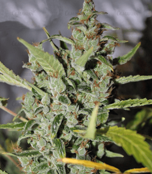 1633595795829.png 1633595795829.png