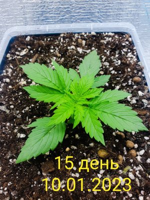 PSX_20230110_063033.jpg PSX_20230110_063033.jpg