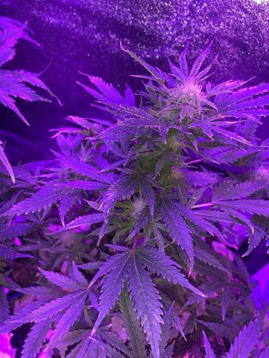 IMG_7629.JPG IMG_7629.JPG