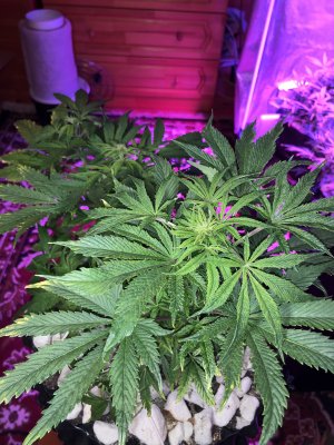 IMG_7626.JPG IMG_7626.JPG