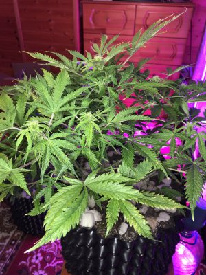 IMG_7618.JPG IMG_7618.JPG