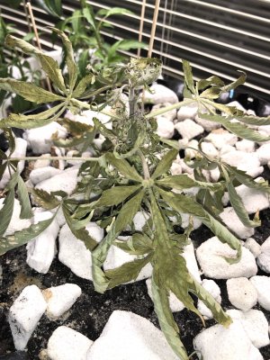 IMG_7616.JPG IMG_7616.JPG