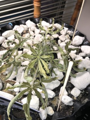 IMG_7615.JPG IMG_7615.JPG