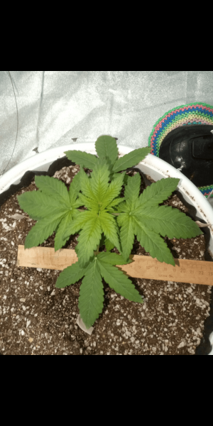 Screenshot_20230115-122647.png Screenshot_20230115-122647.png