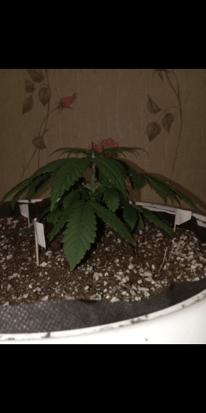 Screenshot_20230115-132512.png Screenshot_20230115-132512.png