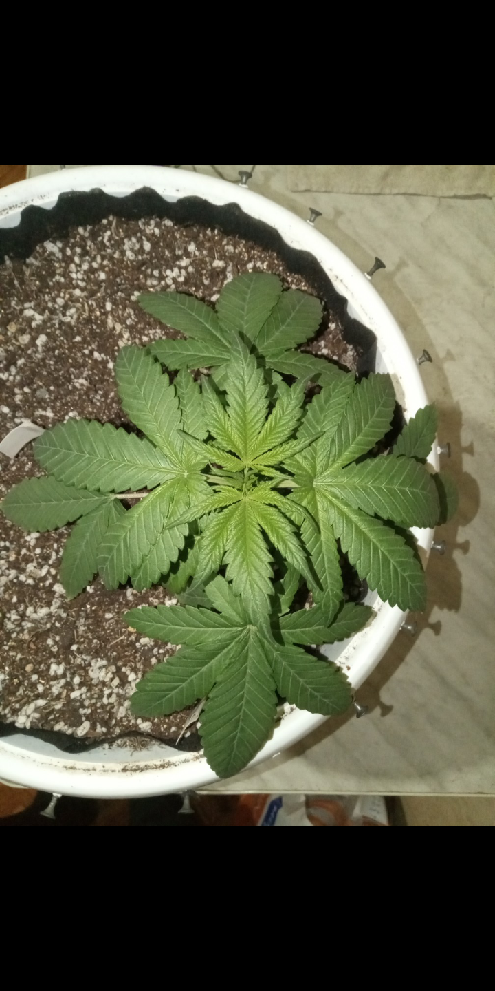 Screenshot_20230115-132524.png Screenshot_20230115-132524.png