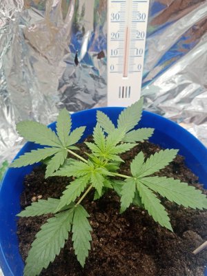 IMG_20220817_060522.jpg IMG_20220817_060522.jpg