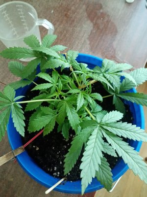 IMG_20220822_080016.jpg IMG_20220822_080016.jpg