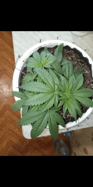 Screenshot_20230118-114744.png Screenshot_20230118-114744.png