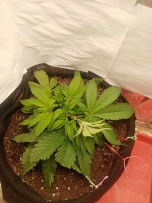 IMG_20221220_104342.jpg IMG_20221220_104342.jpg