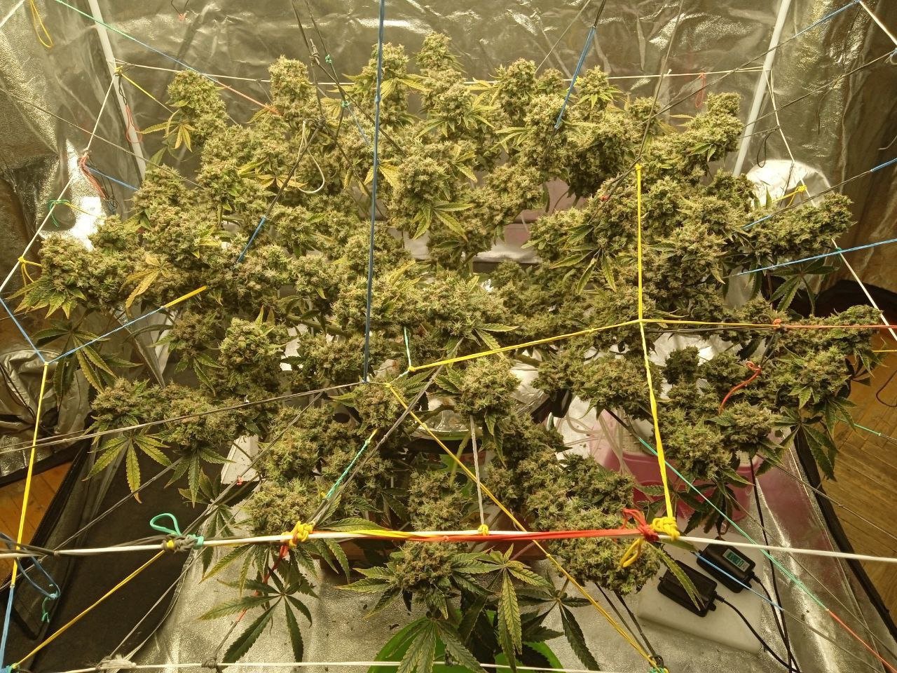 IMG_20230117_140447_493.jpg IMG_20230117_140447_493.jpg