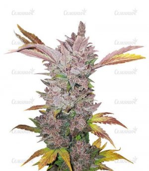 LSD-Auto.jpg LSD-Auto.jpg