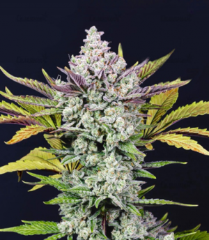 1674736673929.png 1674736673929.png