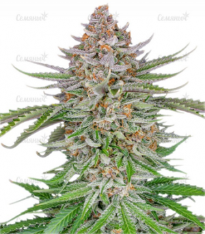 1674736731429.png 1674736731429.png