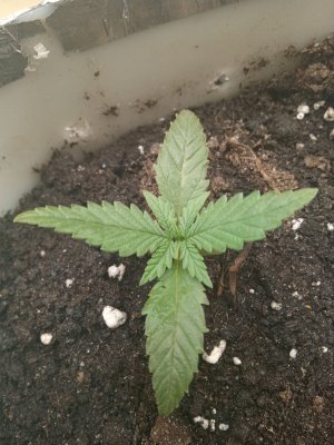 IMG_20230127_114434.jpg IMG_20230127_114434.jpg