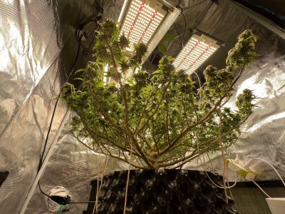 9DCB08B7-94D6-4C4F-AEC9-3145F42A6C57.jpeg 9DCB08B7-94D6-4C4F-AEC9-3145F42A6C57.jpeg