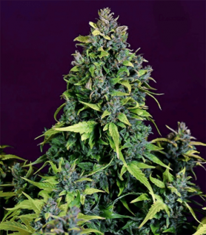 1674903878810.png 1674903878810.png