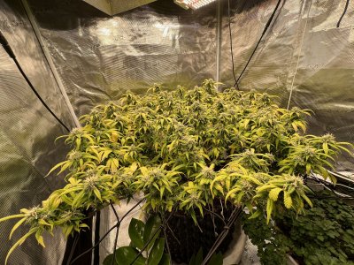 14676538-BB1B-4E42-BA76-24FC7CF9B6AA.jpeg 14676538-BB1B-4E42-BA76-24FC7CF9B6AA.jpeg