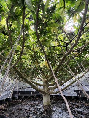 E0AED0D0-56AD-44C4-89A2-0D360BB438CD.jpeg E0AED0D0-56AD-44C4-89A2-0D360BB438CD.jpeg