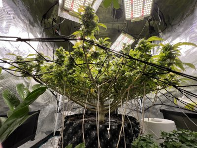 A531818B-1278-440E-A58D-9D89E5E062D0.jpeg A531818B-1278-440E-A58D-9D89E5E062D0.jpeg