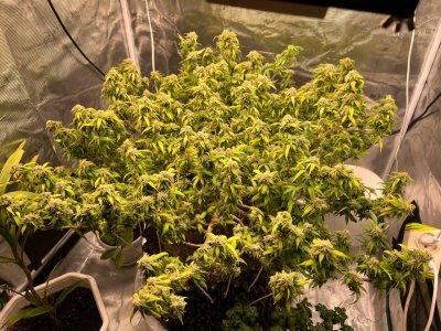 92287DCE-3A72-416F-9DAB-D272DB790248.jpeg 92287DCE-3A72-416F-9DAB-D272DB790248.jpeg