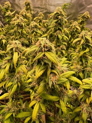 6F1C1F66-5CE9-409E-B30E-4070816B243E.jpeg 6F1C1F66-5CE9-409E-B30E-4070816B243E.jpeg