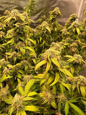 80B867FD-8FB5-4B8A-A02A-2846A3AB7091.jpeg 80B867FD-8FB5-4B8A-A02A-2846A3AB7091.jpeg