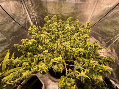 3EBBCAA3-5477-4028-B11E-8309DEB80763.jpeg 3EBBCAA3-5477-4028-B11E-8309DEB80763.jpeg