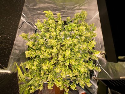 0F7640F0-70C0-45D1-BCAD-34B8516E7154.jpeg 0F7640F0-70C0-45D1-BCAD-34B8516E7154.jpeg