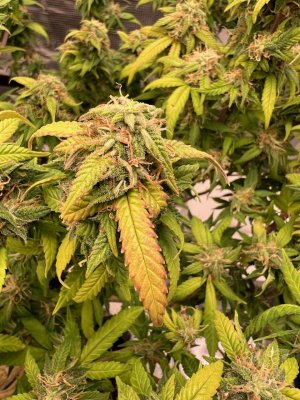 7491B159-0B99-4209-8654-51C8E1F75411.jpeg 7491B159-0B99-4209-8654-51C8E1F75411.jpeg