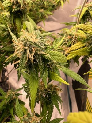 DD6F00F8-35F0-47D8-A322-C1EFA5ED4368.jpeg DD6F00F8-35F0-47D8-A322-C1EFA5ED4368.jpeg