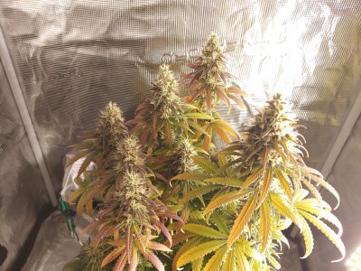 20230127_132639.jpg 20230127_132639.jpg