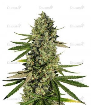 Dos-Vi-Dos.jpg Dos-Vi-Dos.jpg