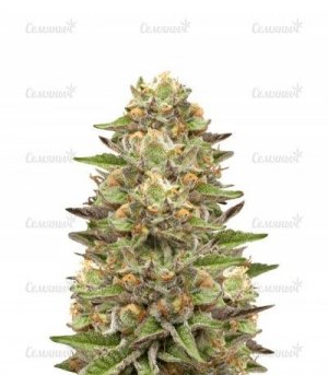 sort-green-gelato.jpg sort-green-gelato.jpg