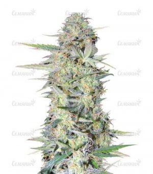 Lowryder-2-auto.jpg Lowryder-2-auto.jpg