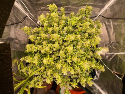 E329ECC2-0C80-44BC-9883-8ED3BF2E80C4.jpeg E329ECC2-0C80-44BC-9883-8ED3BF2E80C4.jpeg