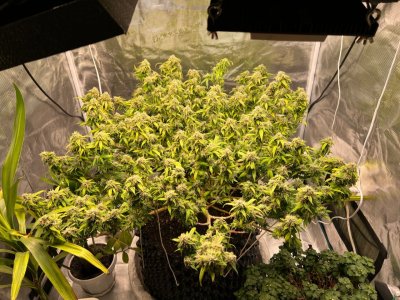 53C770C9-E512-451F-ABA8-976918C99CD0.jpeg 53C770C9-E512-451F-ABA8-976918C99CD0.jpeg