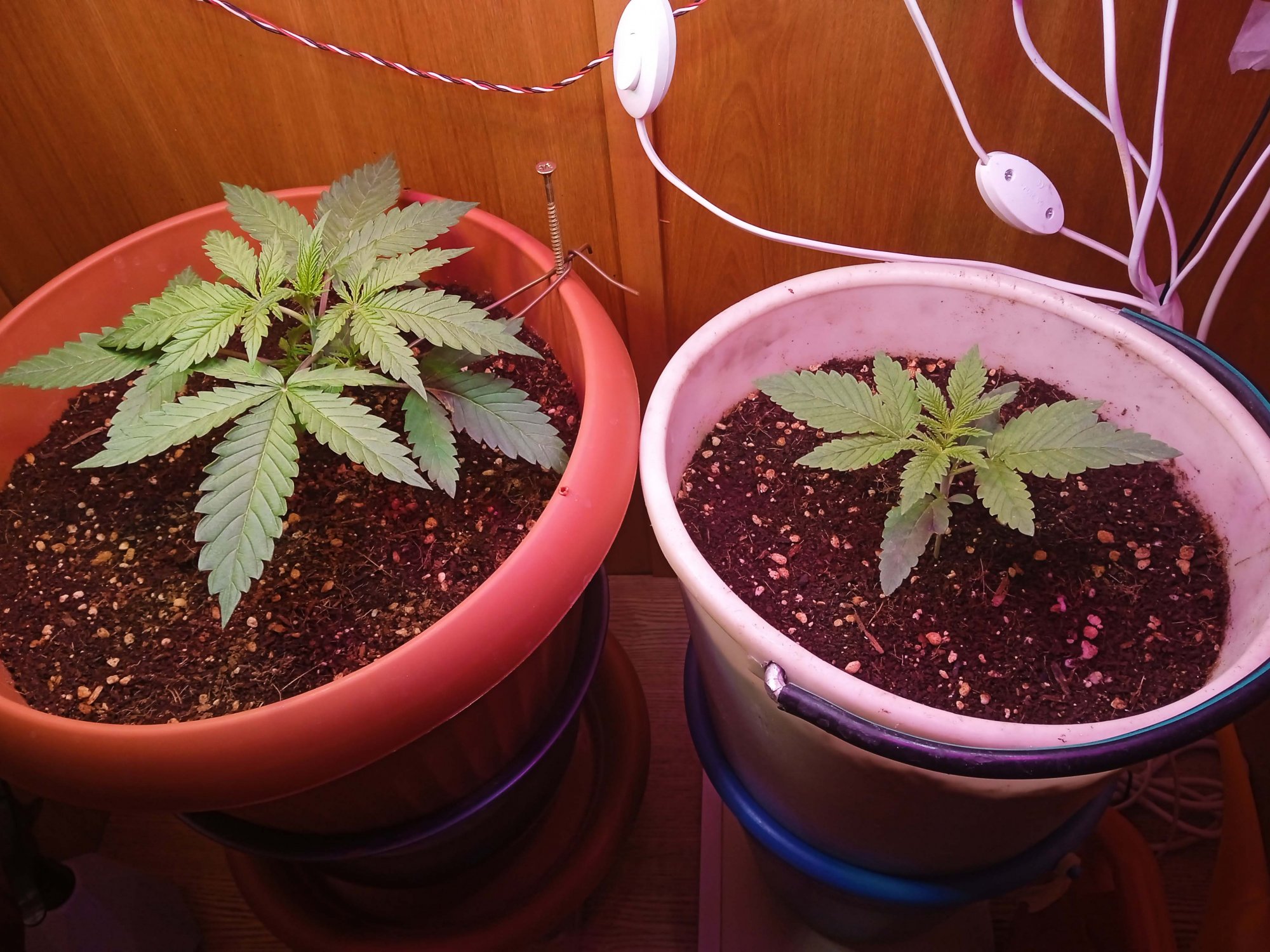 IMG_20230203_163925.jpg IMG_20230203_163925.jpg