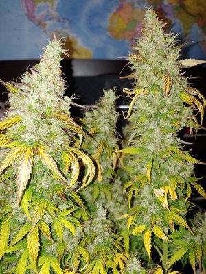 20230203_184042.jpg 20230203_184042.jpg