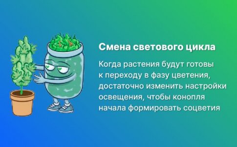 Как перевести коноплю в цветение в индоре?