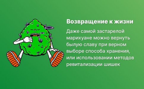 Как поддержать качество шишек Как поддержать качество шишек