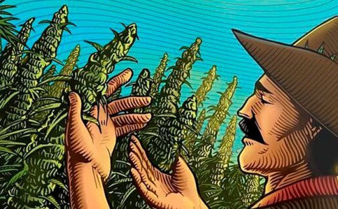 Подробно о цветении конопли в открытом грунте Подробно о цветении конопли в открытом грунте