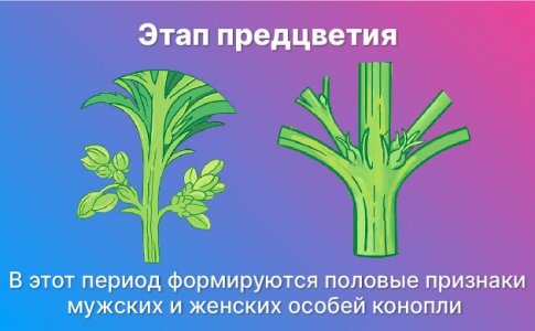 Предцветение конопли Предцветение конопли