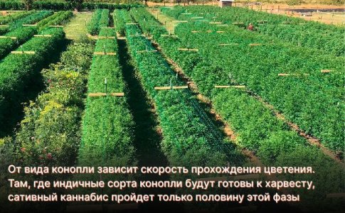 Цветение Индики и Сативы в аутдоре Цветение Индики и Сативы в аутдоре