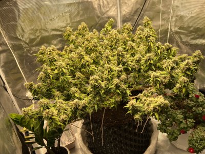 95578D32-E2B7-464D-BAF2-97C52336175B.jpeg 95578D32-E2B7-464D-BAF2-97C52336175B.jpeg